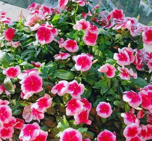 4种花比香水还好闻,满屋子飘香,阳台养成小花园