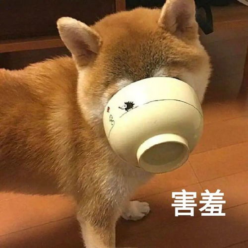今年的减肥flag,你立好了吗......