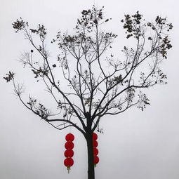 你会拍树枝吗3招10式,让你的朋友圈一枝独秀