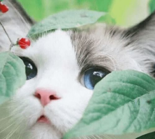 大合集丨超好看的主题壁纸整理