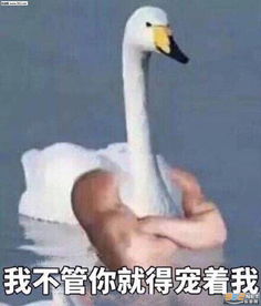 enjoy大鹅表情包图片要亲亲要抱抱要举高高表情包图片下载乐游网游戏下载