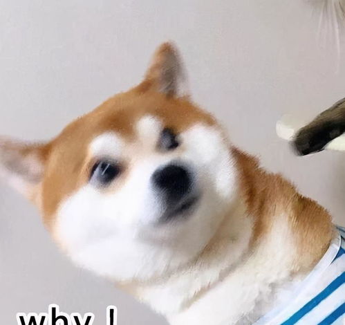论柴犬与猫咪的相处,相爱相杀的故事