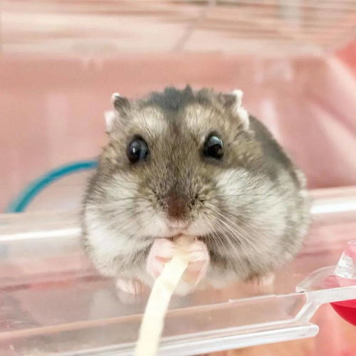 捕获一只越狱小仓鼠