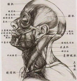 美术生联考冲刺丨素描男女脸部肌肉刻画解析和范画欣赏
