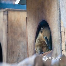 萌萌哒北京动物园里动物取暖姿势组别样表情包