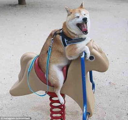 小柴犬荡秋千萌翻众人灿烂笑容网络走红图