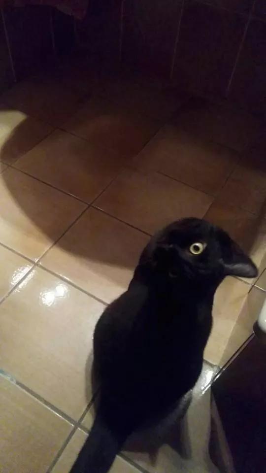 口罩猫火了日本沙雕手办大佬又现江湖