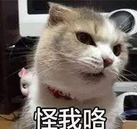 我当初为什么要给猫取这个名字后悔啊