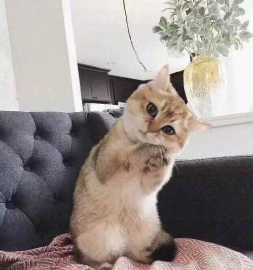 猫咪带你去哪里大家有跟着猫咪去散步的冒险经历吗