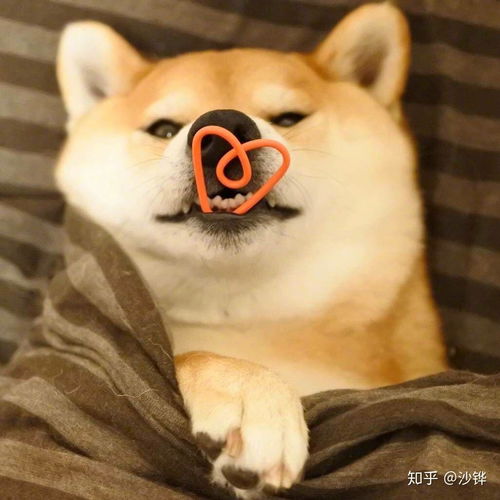 小说的基本功能是什么