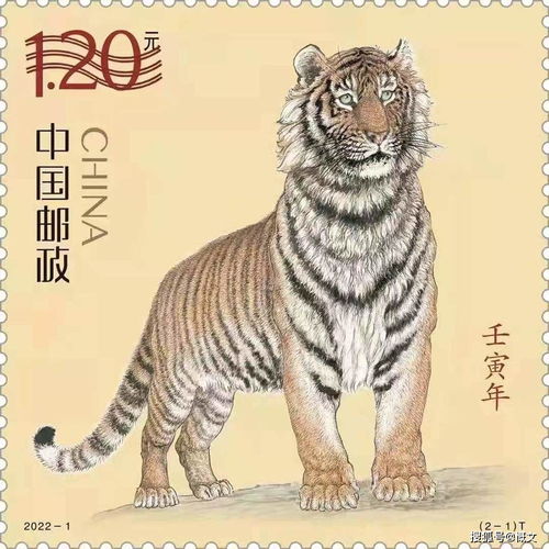 老虎美颜了雄性东北虎瘦脸惹争议