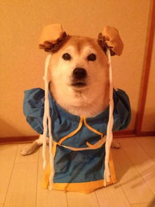 小柴犬变身coser萌翻网友