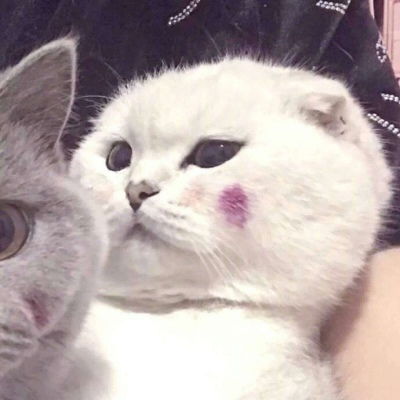 可爱又萌的小猫咪来了,动物搞笑情侣头像