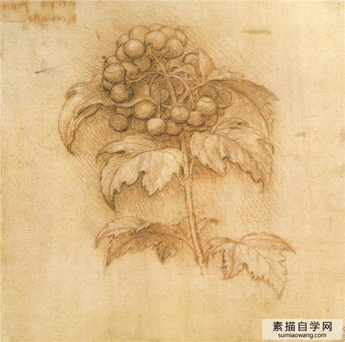 达芬奇素描建筑动物植物设计研究85幅