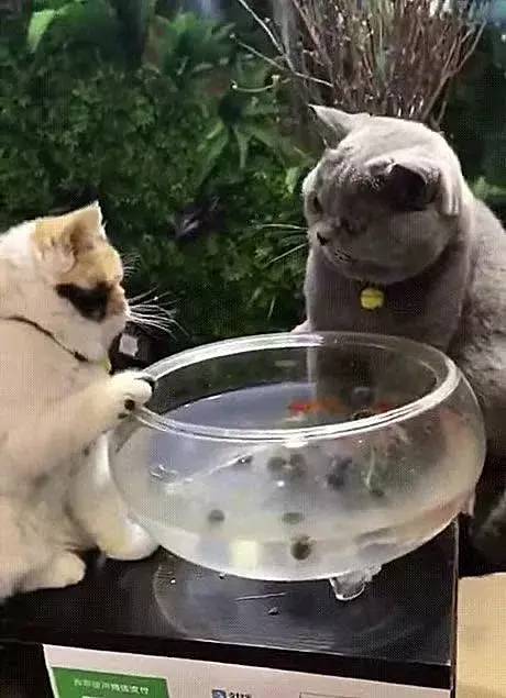 两只小猫紧紧围在鱼缸旁边,结果你绝对猜不到