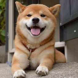 主人让小柴犬待在停车位里,自己去买东西,回来被一幕萌翻了
