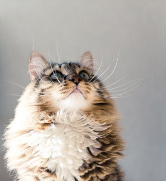 点击来源直接获取大图文件灰色的猫向上看摄影搞笑猫猫高清大图