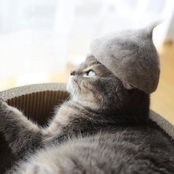 猫毛出在猫身上来给喵星人做顶帽子