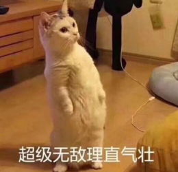 家里猫被一根黄瓜多次惊吓到,最后忍不住终于下手了
