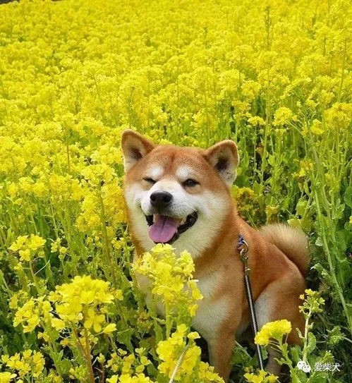 蠢萌又暖心它的笑容承包了我今年的头像