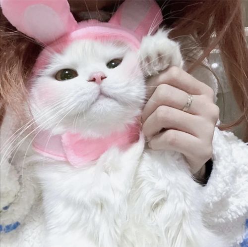 女生抱猫头像我在人间贩卖黄昏,只为收集时间的温柔去见你