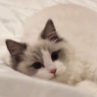 布偶猫可爱微信头像卡通可爱布偶猫头像