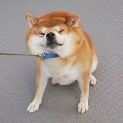 日本一柴犬因笑容治愈走红网络网友承包了我2018年的头像