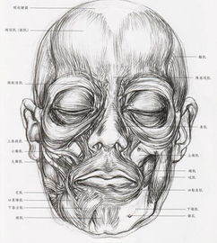美术生联考冲刺丨素描男女脸部肌肉刻画解析和范画欣赏