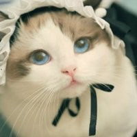 布偶猫头像图片大全微信头像图片大全