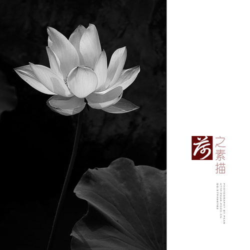 荷花素描