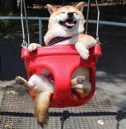 你见过柴犬荡秋千吗这只柴犬荡秋千的表情能笑哭你
