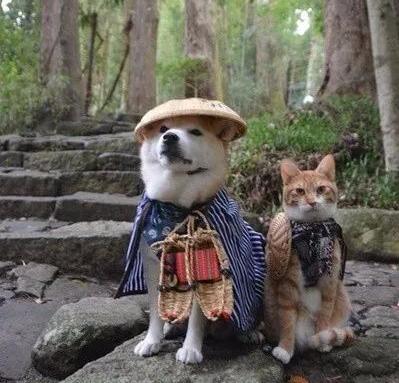 我从没想过,一只跟狗长大的猫能如此的听话