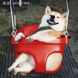 轩毅小哥哥..的美拍