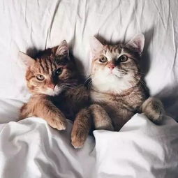 那俩基情四射的猫