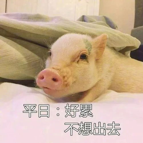 为什么每天都不想出门这简直是猪年第一拨人间真实啊