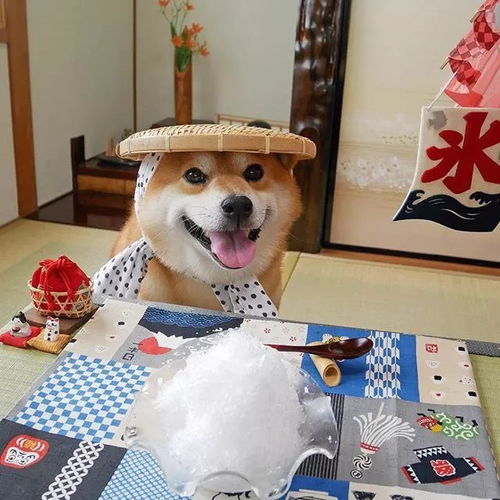 日本一柴犬因笑容治愈走红网络