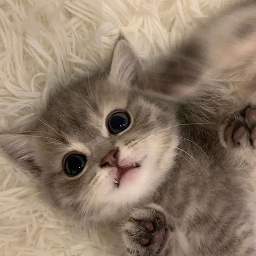 精选可爱的小猫咪头像萌化了