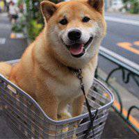 呆萌柴犬头像图片微信头像图片大全