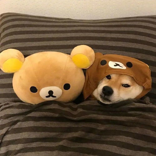 情侣头像高清可爱柴犬情头