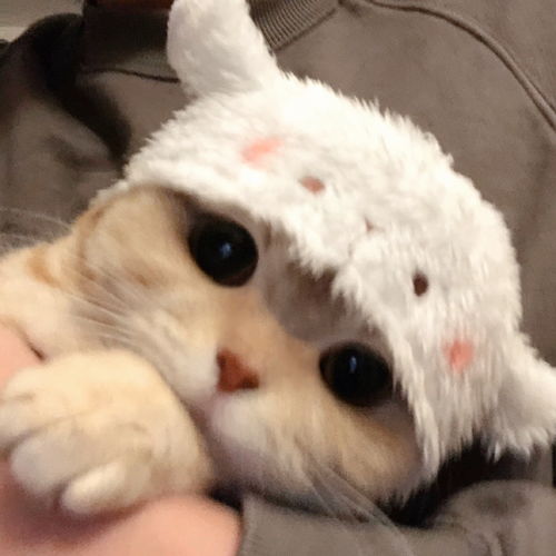 可可爱爱˙˙