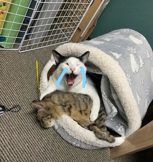 猫导亲自上场演示热血漫里同伴阵亡时的场景,网友表示有那味了