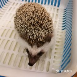 藦茜花园宠物主题咖啡厅轰趴馆的刺猬好不好吃用户评价口味怎么样上海美食刺猬实拍图片大众点评