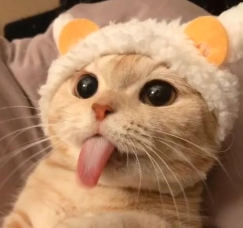 猫咪呕吐吃什么可以解决