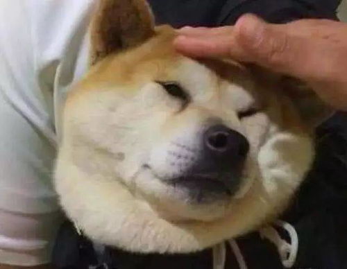 柴犬被塞进书包,脑袋露出来藏不住了,天生头大没办法