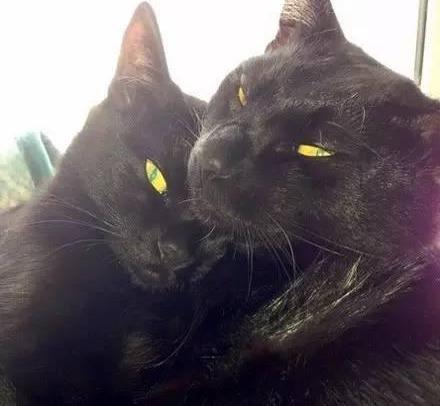 在垃圾桶里捡到两只萌萌哒的小黑猫,只是长大后画风大变