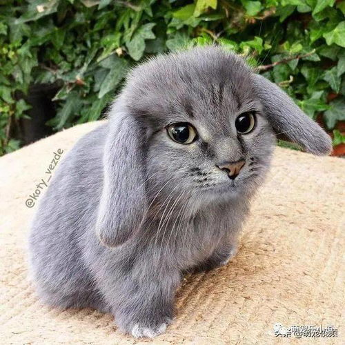 假如其他动物也长着一张猫咪的脸,那画面太美我不敢看