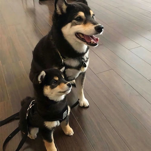 你有什么压箱底的笑话吗