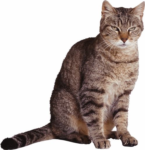 猫png图片png免抠素材透明图素材猫咪可爱猫小猫png免扣素材png动物宠物
