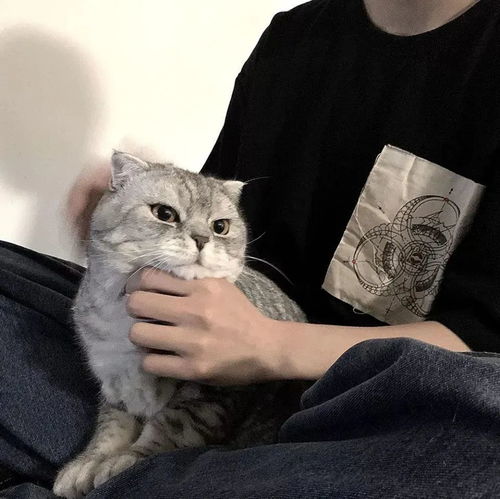 治愈系男生抱猫头像总有一些温暖与你不期而遇
