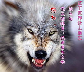 哪里能下到凶悍的狼的图片